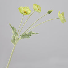 Load image into Gallery viewer, 43070498537662