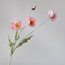 Load image into Gallery viewer, 43070498668734