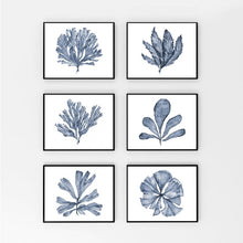 Load image into Gallery viewer, Blue Coral Print #4